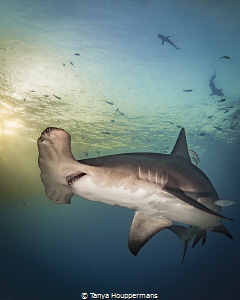 'Portrait of a Hammerhead at Sunset' - A great hammerhead... by Tanya Houppermans 